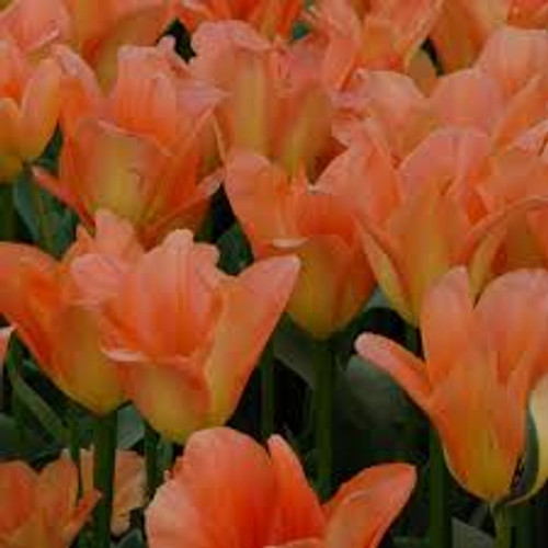 Apricot Emperor Tulip