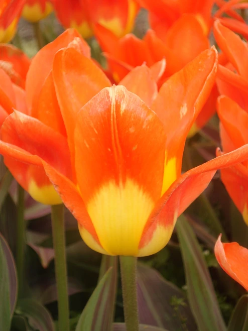 Juan Van Tubergan Tulip