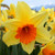 Fortissimo