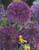 Allium Purple Sensation