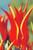 Aladdin Tulip