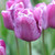Andre Rieu Tulip