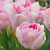 Annelinde Tulip