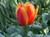 Apeldoorn's Elite Tulip