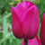 Barcelona Tulip