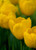 Bellona Tulip
