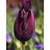 Black Diamond Tulip