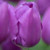 Blue Beauty Tulip