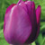 Blue Ribbon Tulip