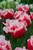 Canasta Tulip