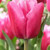 Carola Tulip