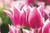 Claudia Tulip