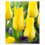 Concador Tulip