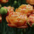Copper Image Tulip