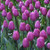 Cum Laude Tulip