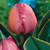 Design Impression Tulip
