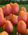 Dordogn Tulip
