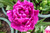 Double Flag Tulip