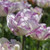 Double Shirley Tulip