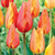 El Nino Tulip