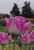 Fancy Frill Tulip