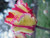 Flaming Parrot Tulip