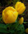 Golden Apeldoorn Tulip