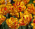 Golden Nizza Tulip