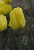 Golden Oxford Tulip