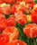 Gudoshnik Tulip