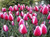 Guss Papendrecht Tulip