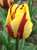 Helmar Tulip