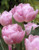 Hermione Tulip