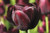 Hot Chocolate Tulip