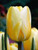 Jaap Groot Tulip