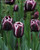 Jackpot Tulip