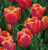 Jimmy Tulip