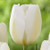 Kansas Tulip