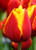 Kees Nelis Tulip