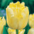 Maja Tulip