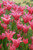 Mariette Tulip