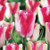 Mata Harti Tulip