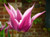 Maytime Tulip