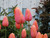 Menton Tulip