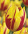 Mickey Mouse Tulip