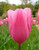 Mistress Tulip
