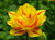 Monsella Tulip