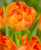 Monte Orange Tulip