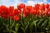 Orange Raven Tulip