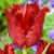 Pacific Pearl Tulip